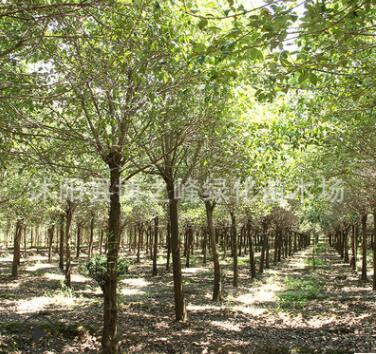 大葉女貞樹苗批發工程綠化苗木高桿女貞苗 行道風景樹苗