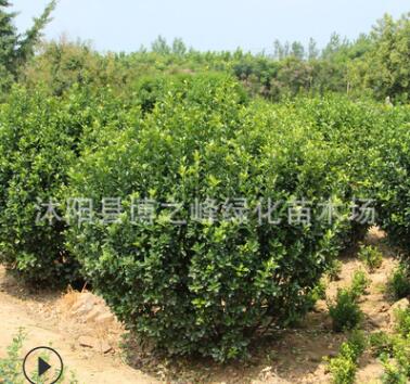冬青球批發園林工程綠化球子 行道綠籬龜甲冬青球 花壇點綴黃楊球