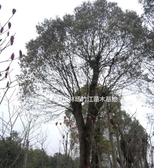 江西吉安樟樹大苗出售