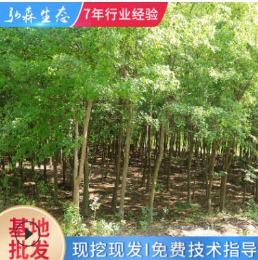 廠家直銷 現挖現發三角楓苗 批發三角楓行道風景林蔭樹落葉喬木