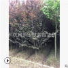 紅葉李  低分支點 優(yōu)質(zhì)苗 根系旺 綠化工程 蕭山苗木