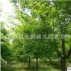廠家直銷速生白蠟 基地白蠟 金葉白蠟 防蟲白蠟 量大從優(yōu)
