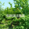 雞爪槭 滁州雞爪槭 安徽雞爪槭 雞爪槭價格