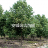 香樟 上海香樟 安徽香樟樹 滁州香樟樹 香樟價格