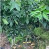 移栽三年生紅美人柑桔（愛媛28號(hào)）