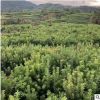 大量批發(fā)1年生2公分落根楊梅苗，量大價(jià)優(yōu)