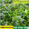苗圃銷售 現(xiàn)挖現(xiàn)賣 藍(lán)莓樹苗 藍(lán)莓種苗 量大優(yōu)惠 歡迎選購