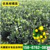 地基柑橘苗供應(yīng) 30—70公分一年生無病毒柑橘苗 寬皮柑橘類