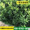 天鷹批發(fā) 金桔果樹苗 庭院可盆栽地栽果樹苗品種全 一年生金桔苗