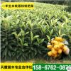 浙江白沙白荔枝枇杷果樹種苗 結(jié)果枇杷樹 農(nóng)家樂綠化庭院種植