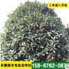 天鷹專賣精品桂花樹 造型桂花樹 苗木二米盆八月桂 價(jià)格優(yōu)惠