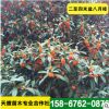 低價(jià)銷處理二至四米盆八月桂 綠化樹桂花樹 土地到期 便宜出售