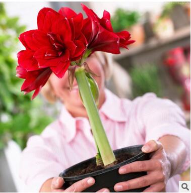 重瓣朱頂紅花苗綠植花卉陽臺室內(nèi)水培盆栽朱頂紅超大種球