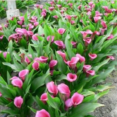 馬蹄蓮種球 盆栽馬蹄蓮球根 彩色馬蹄蓮種球 白色馬蹄蓮苗