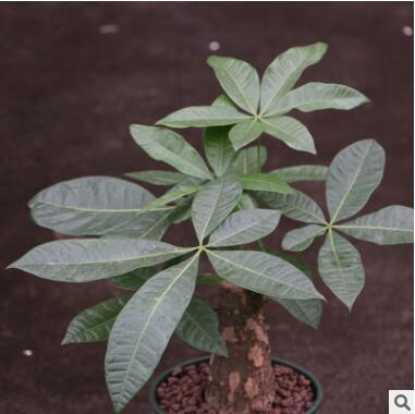 發(fā)財樹盆栽 室內(nèi)客中型綠植盆景凈化空氣植物 觀葉植物 防霧霾