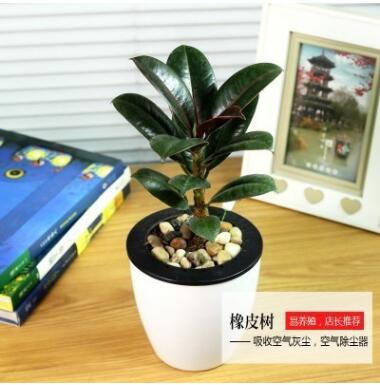 綠蘿水培植物盆栽花卉室內(nèi)綠植辦公室室內(nèi)盆栽綠蘿盆景