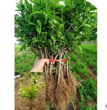 基地直銷 盆栽金銀花苗木 三年樹苗 直花苗銷量大優(yōu)惠