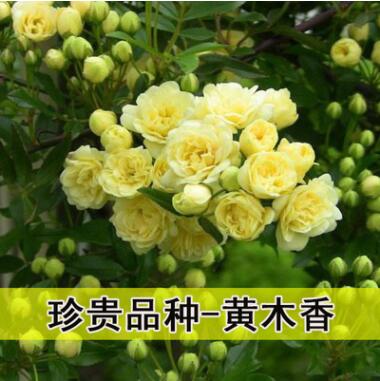 木香花苗庭院爬藤攀援植物濃香七里香十里香黃木香 白色木香花