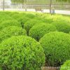 苗圃自產(chǎn)自銷(xiāo) 錦熟黃楊 色塊苗 綠籬苗 規(guī)格齊全