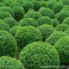 水臘 水臘球 綠籬苗 種子 綠化工程苗 耐寒 產(chǎn)地直銷(xiāo)