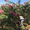 福建大型叢生紫薇基地直接面向市場 紫薇 紅葉李 規格齊全