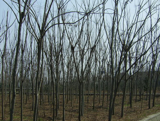 黃山欒樹、無患子、白玉蘭