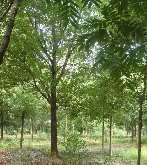 供應(yīng)次品骨架香樟，規(guī)格齊全，量大