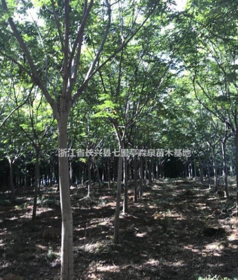 特價供應(yīng)精品黃山欒樹