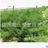 爬地柏 品種 規(guī)格 齊全 成活率 高 低價 夢藍(lán) 綠化 苗木 批發(fā)