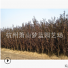 紅葉李 紫葉李 土球好 根系旺 精品苗 品種 規(guī)格 齊全 蕭山苗木