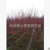 紅葉碧桃 土球 冠幅好 精品 優(yōu)質(zhì)苗 城市行道樹 庭院 綠化 工程