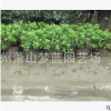 紫鵑球 品種規(guī)格 齊全 蕭山 園林 綠化 工程 別墅 用苗 量多直銷