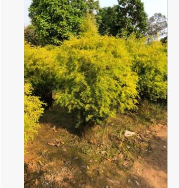 供應黃金寶樹 千層金、黃金穿線柳 黃千層