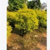 供應黃金寶樹 千層金、黃金穿線柳 黃千層