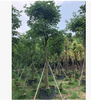 黃花風鈴木 風鈴木基地直銷 大量批發 園林景觀工程供應