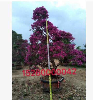 三角梅造型藝術盆景鮮花園林景觀花盆栽 行道樹工程用苗三角梅球