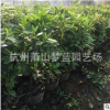 夏鵑 夢藍(lán) 園藝 公司 批發(fā) 工程 綠化 行道樹 規(guī)格 品種 齊全蕭山