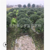 無刺構(gòu)骨球 土球好 冠幅好 花灌木 地被 球類 色塊類 草花類 齊全