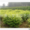 金葉女貞球 土球 冠幅 好 蕭山 園林 綠化 優(yōu)質(zhì)苗 成活率高 量多