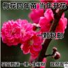 紅梅綠梅臘梅樹樁盆景造型盆景紅梅盆景梅花樹苗庭院盆栽量大優(yōu)惠