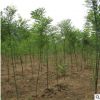 基地供應綠化苗木 國槐樹苗工程綠化國槐小苗 規(guī)格齊全槐樹苗