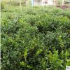 無刺枸骨球 枸骨 枸骨球無刺枸骨 規(guī)格齊全園林工程庭院花園造景