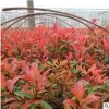 廠家直銷灌叢花卉批發(fā)耐寒觀葉植物 宿根植物 紅葉石楠 量大從優(yōu)