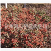 小丑火棘 地被 球類 水生植物 品種 規(guī)格 齊全 蕭山園林 綠化苗圃