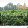 海桐球 土球好 冠幅好 灌木 地被 球類 色塊類 優(yōu)質(zhì)苗 園林 綠化