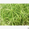 旱傘草 水生 植物 成活率 高 精品 優(yōu)質(zhì)苗 各種 綠化 工程 園林