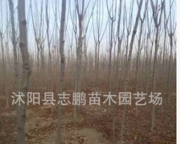 園林風景綠化苗木 黃山欒苗 1-15公分欒樹小苗廠家批發(fā)