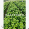熊掌木 苗木 批發 量多 蕭山 園林 市政綠化 工程苗 精品成活高