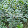 無刺構骨 土球好 冠幅好 花灌木 地被 球類 色塊類 草花類 苗木