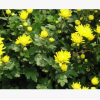 菊花 成活率 高 優質 精品 品種 規格 齊全 蕭山 園林 工程苗